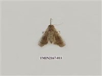 藏品(兩色波紋蛾)的圖片